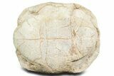 Inflated Fossil Tortoise (Stylemys) - South Dakota #355526-7